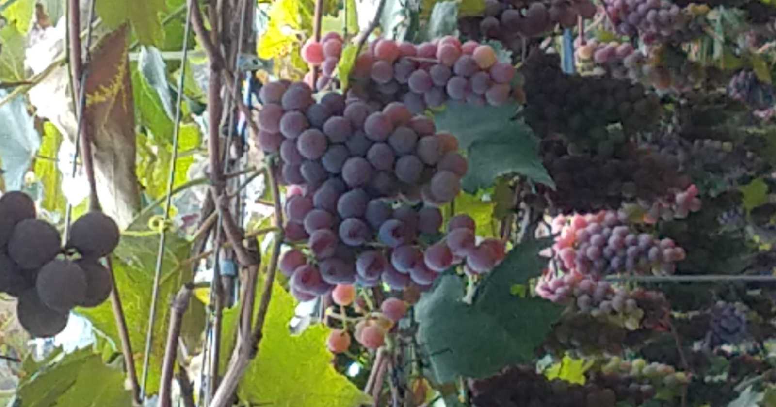 Vinho: beber é uma questão de consciência da fé